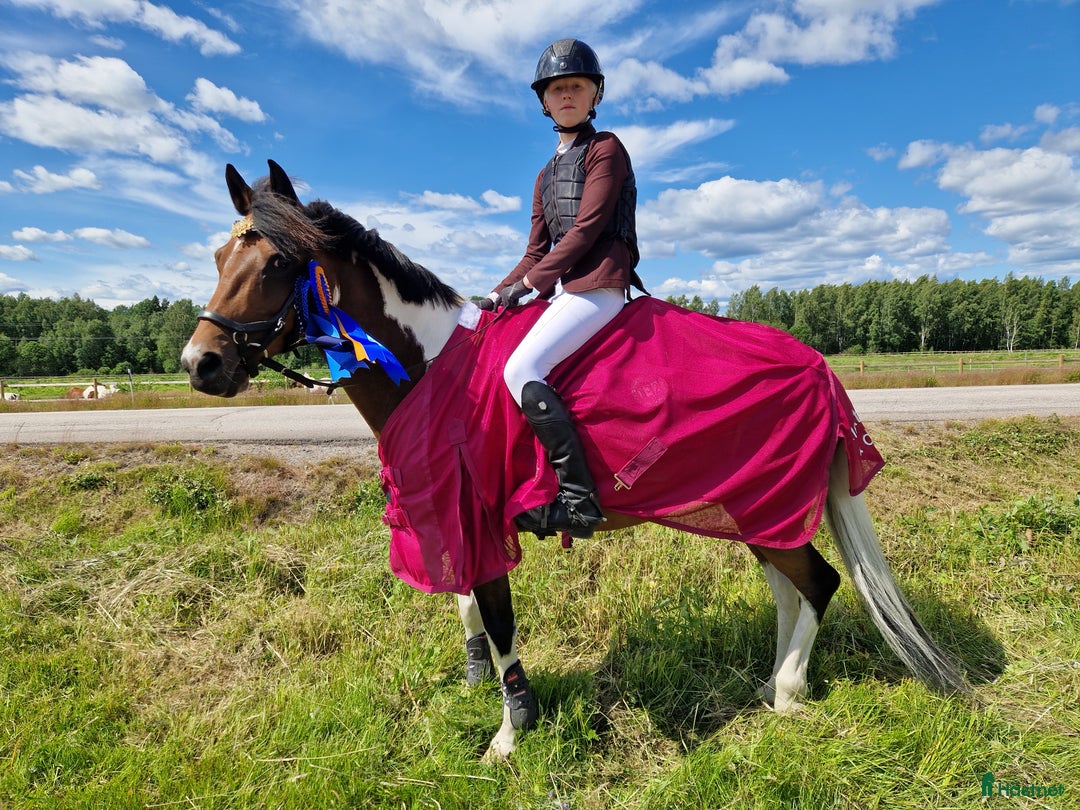 Hoppning hästar till salu: Allroundponny med utstrålning🐴 i Järvsö - Annons 3