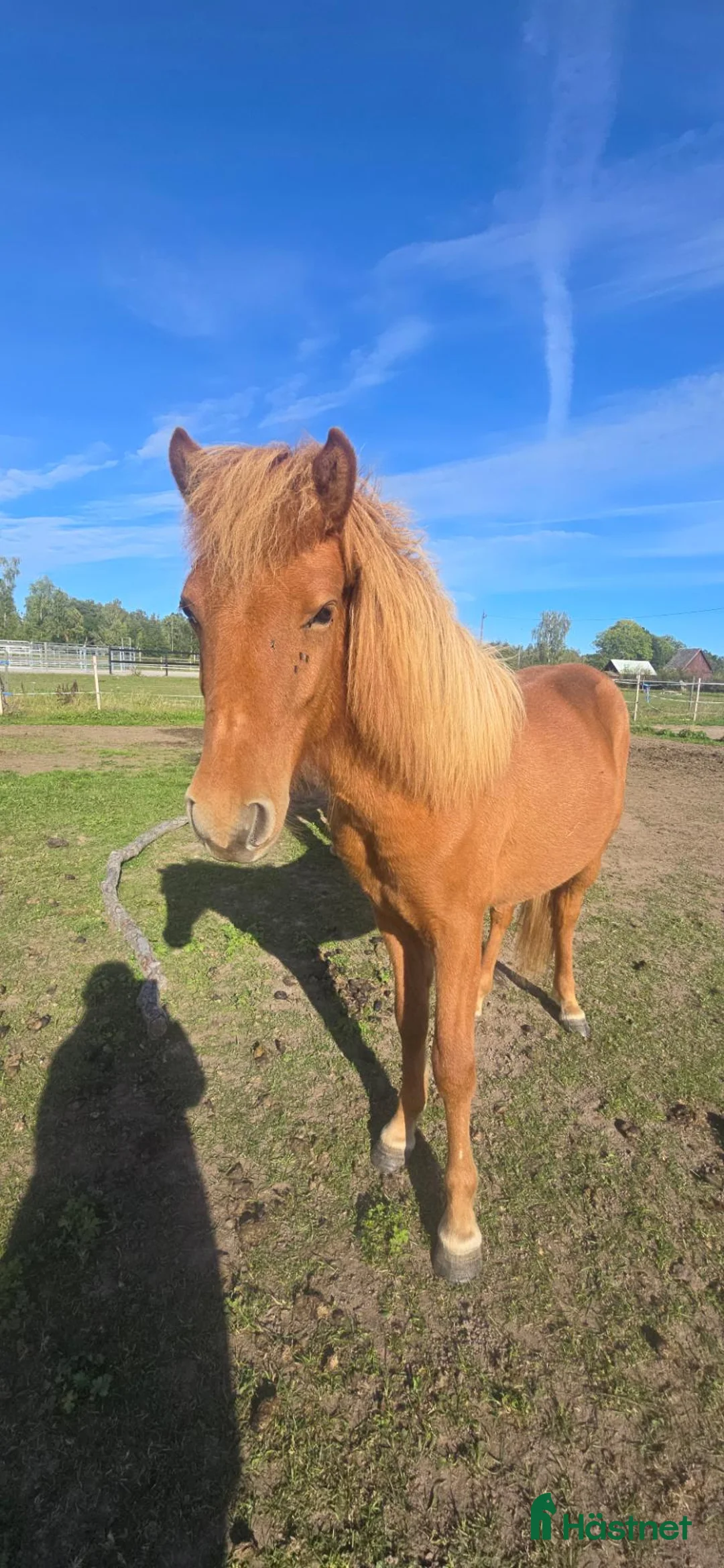 Island hästar till salu: 1 årig hingst - Annons 2