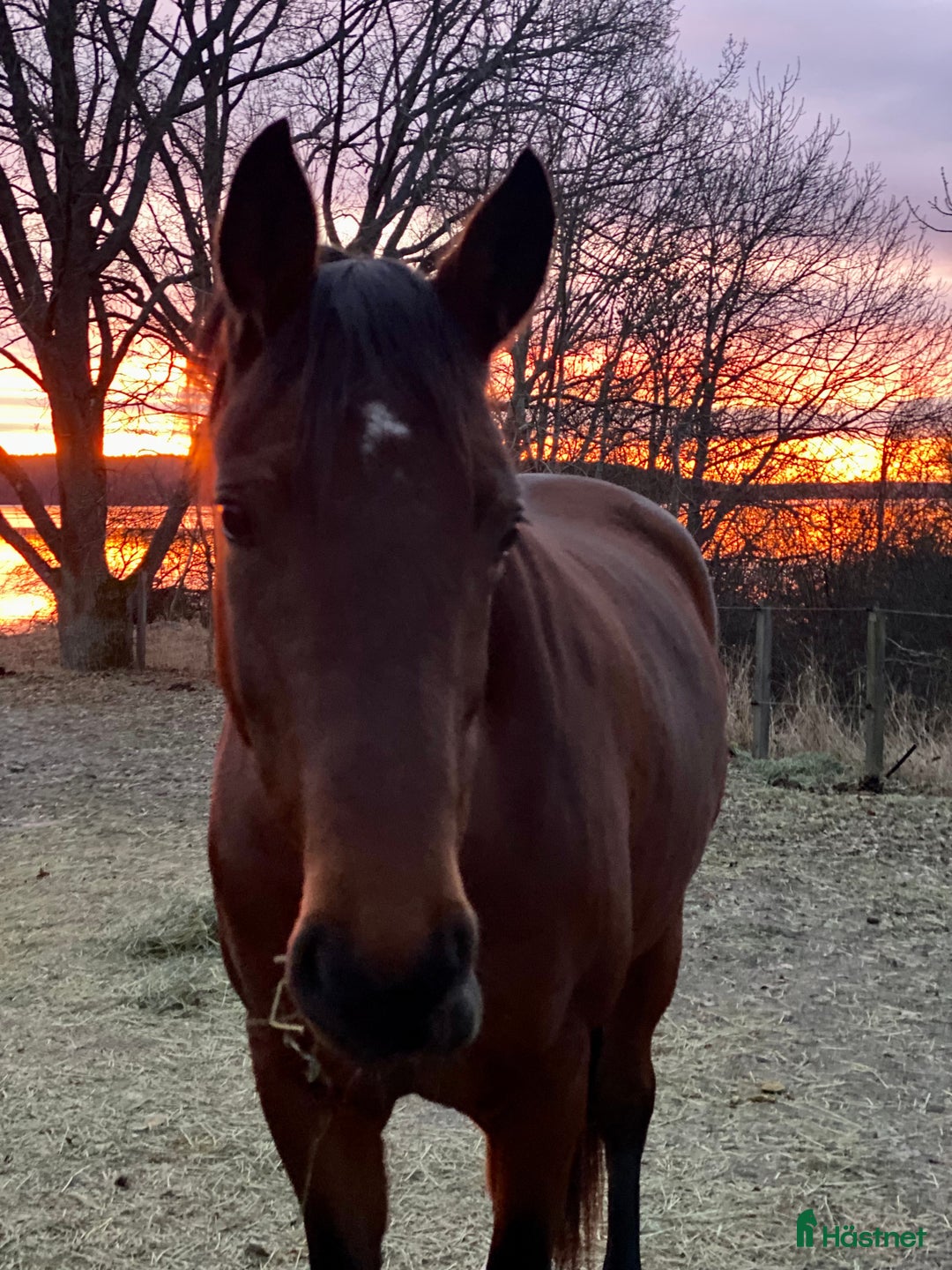  stallplats finnes: Behöver du stallplats på Ekerö?  i Skå - Annons 22