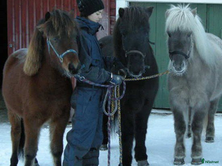 hästjobb Home groom required i Stockholm - Annons 17