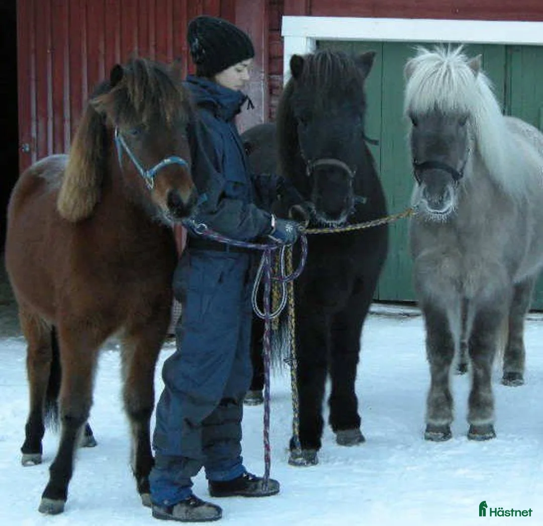  hästjobb finnes: Home groom required - Annons 1
