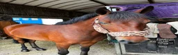 Hoppning hästar till salu: Jumping ponies  - Annons 5