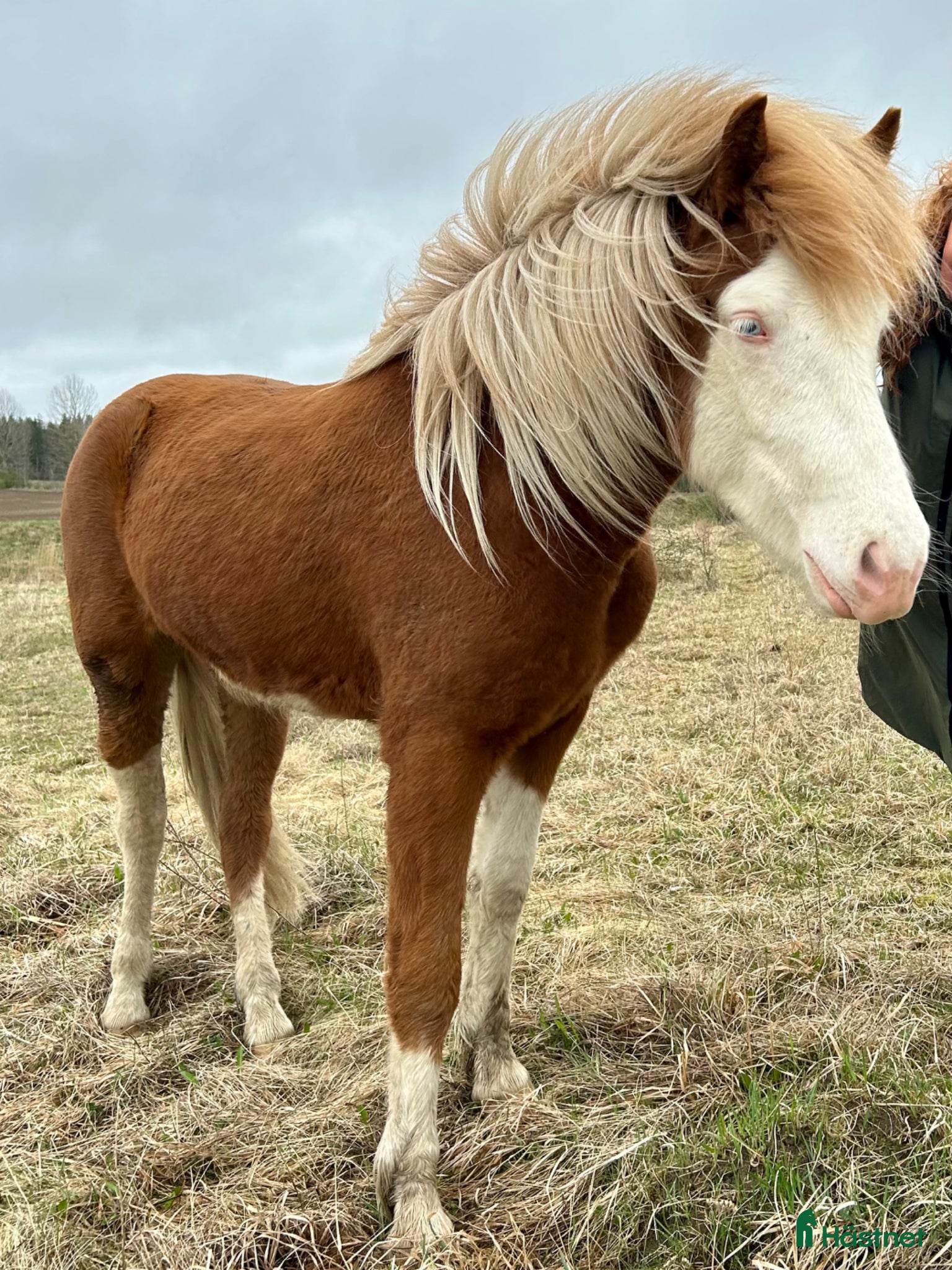  hästar Vackert bukskäck sto 3år - Annons 1