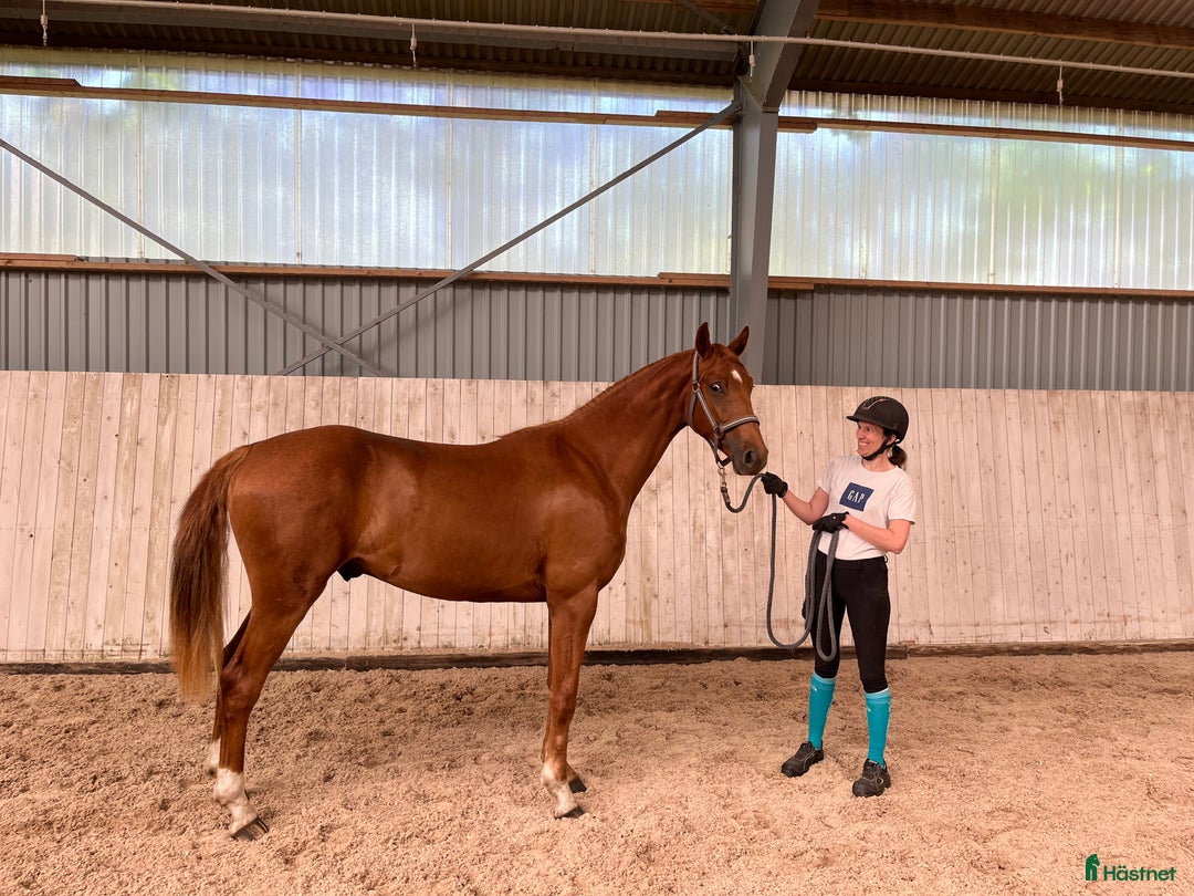 Dressyr hästar till salu: Lovande unghäst med meriterade syskon i Skurup - Annons 2