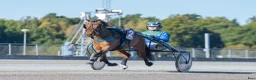 Allround hästar till salu: Årsföl - Annons 3