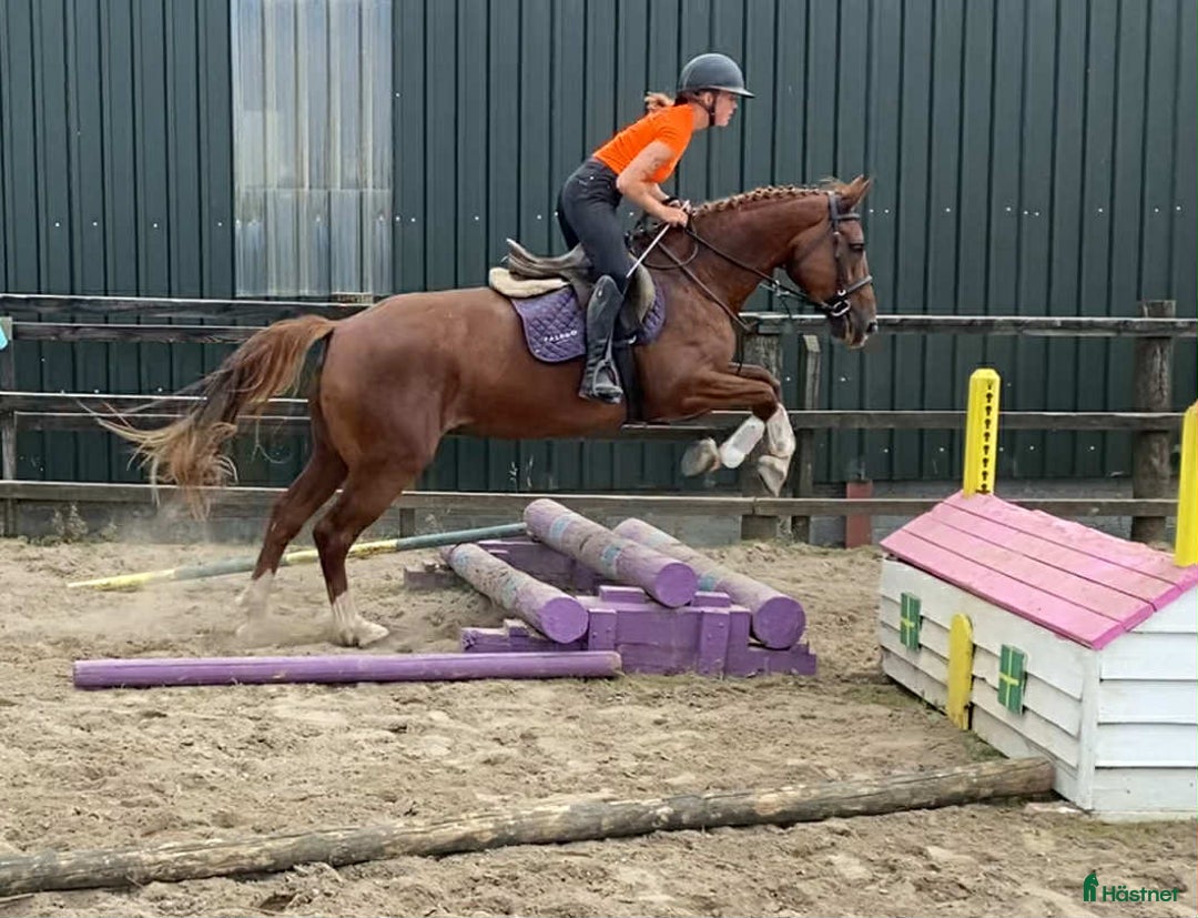 Allround hästar till salu: Solid allrounder 163cm i Ljungby - Annons 1