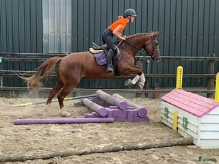 Allround hästar till salu: Solid allrounder 163cm i Ljungby - Annons 4