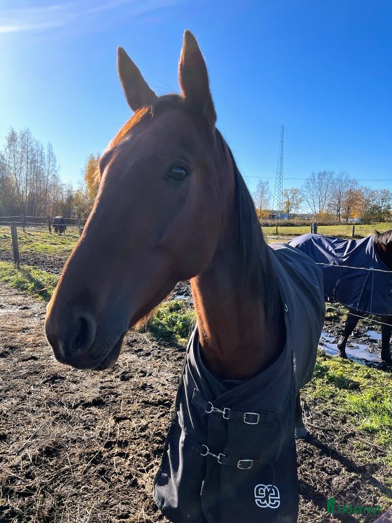  hästar Fin kille söker nytt hem  - Annons 13