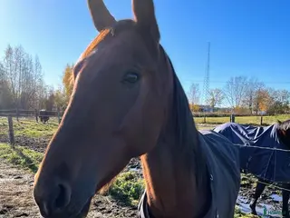 hästar Fin kille söker nytt hem - Annons 13