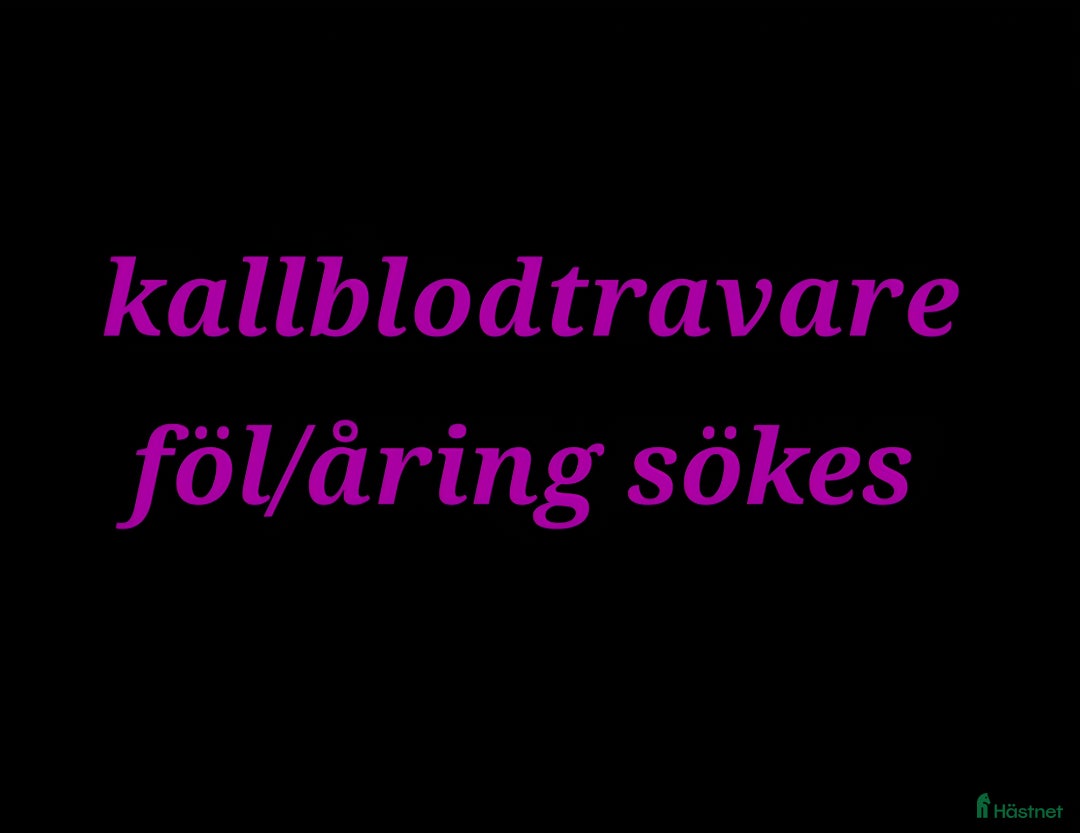 Allround hästar sökes: Kallblodtravare eller liknande Hingst/valack sökes i Lycksele - Annons 1