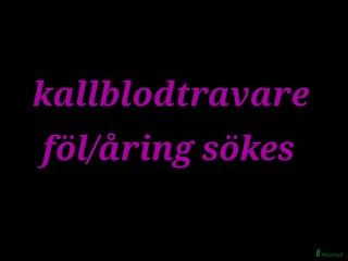 hästar Kallblodtravare eller liknande Hingst/valack sökes i Lycksele - Annons 4