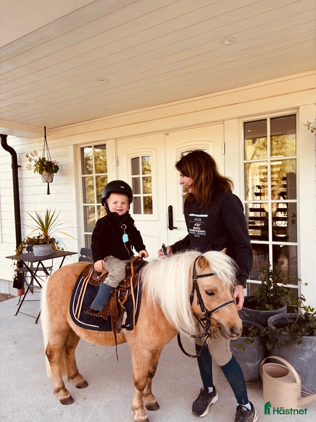 Allround hästar till salu: Otroligt fin Shettis i Södra Vi - Annons 2