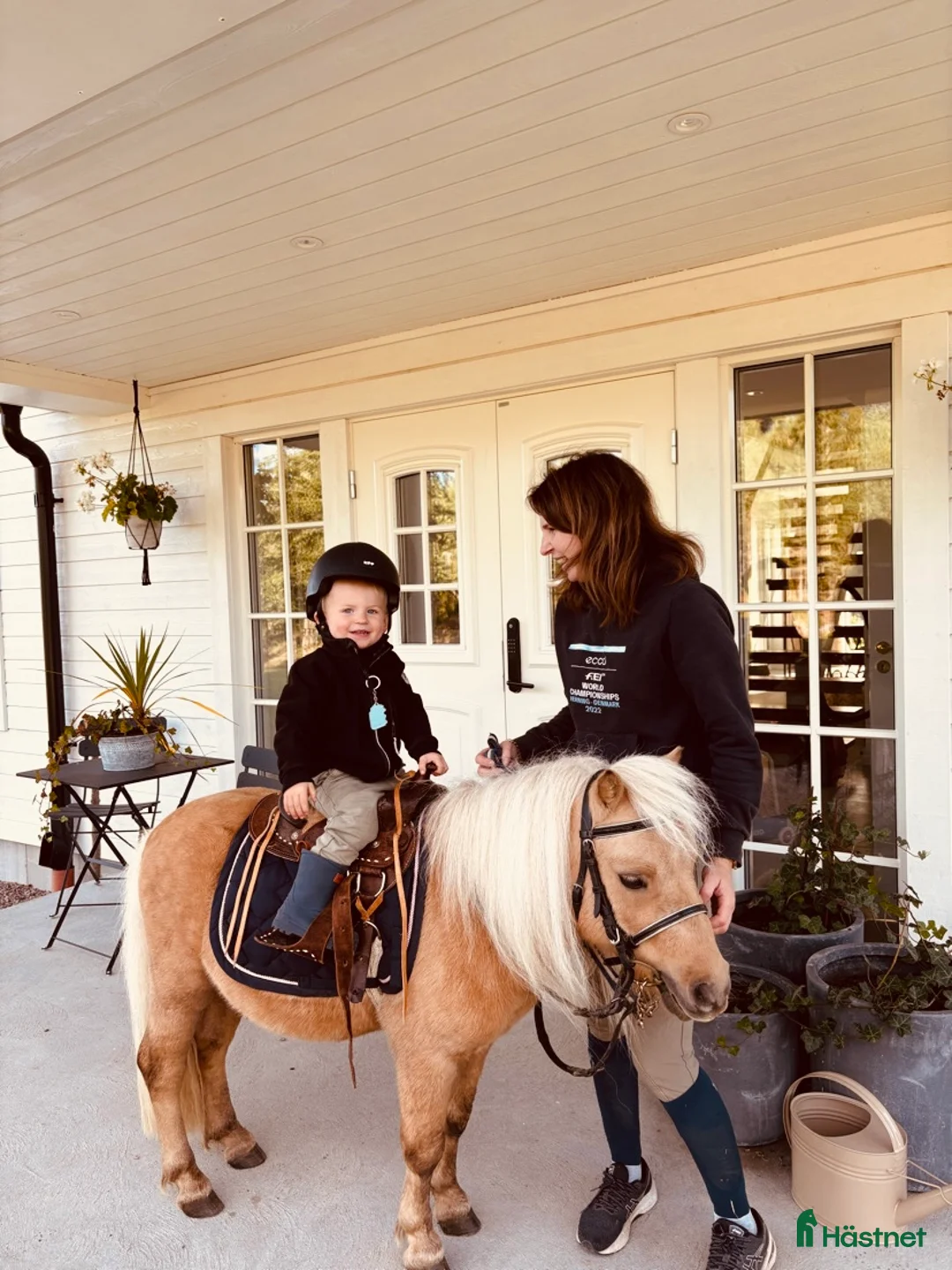 Allround hästar till salu: Otroligt fin Shettis - Annons 2