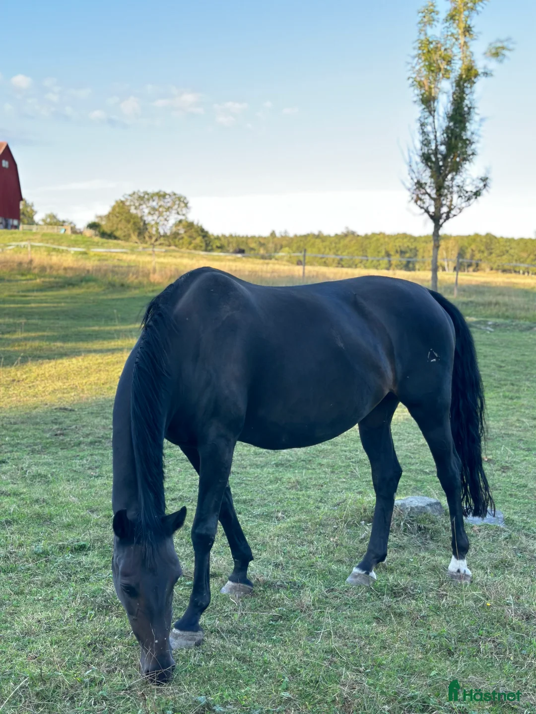 Sällskap hästar till salu: Avel/skogsmulle/sällskap - Annons 2