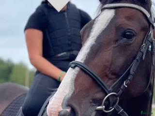 Allround hästar till salu: The hope (plopp) söker en ny bästa vän! ❤️ i Norberg - Annons 2