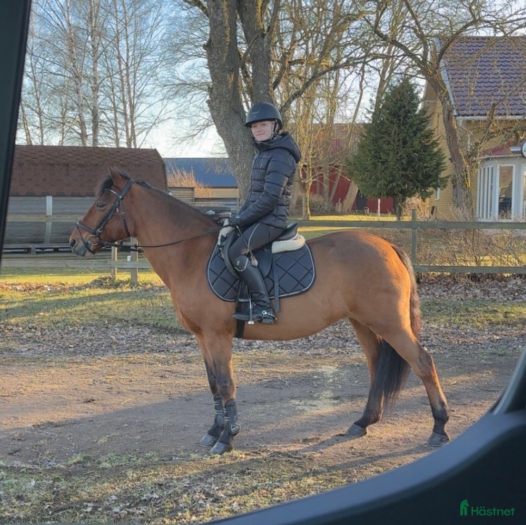 Allround hästar till salu: Snäll C-Ponny - Annons 1