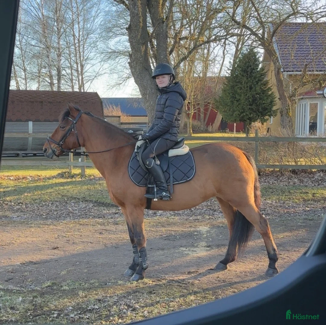 Allround hästar till salu: Snäll C-Ponny i Skara - Annons 1