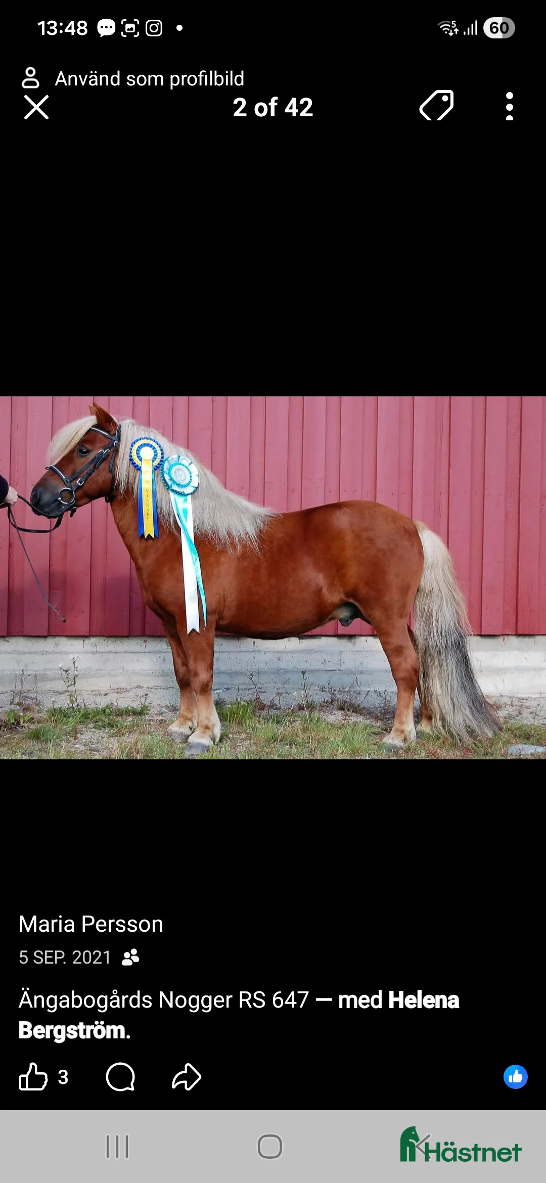 Avelshästar hästar till salu: Avelshingst  - Annons 1