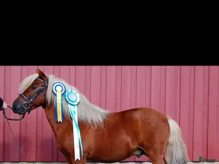 hästar Avelshingst - Annons 16