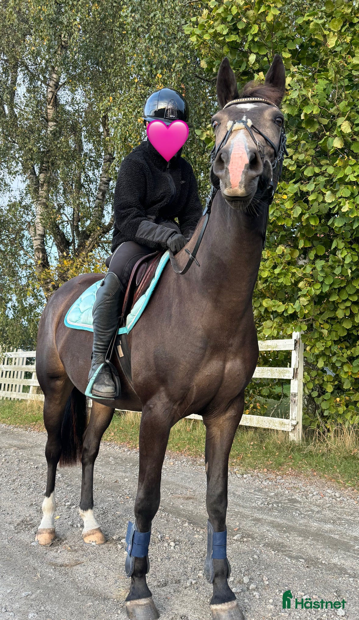  hästar Sportig D-ponny - Annons 4