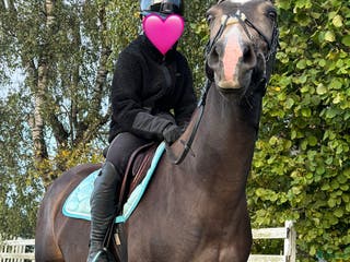 hästar Sportig D-ponny - Annons 13