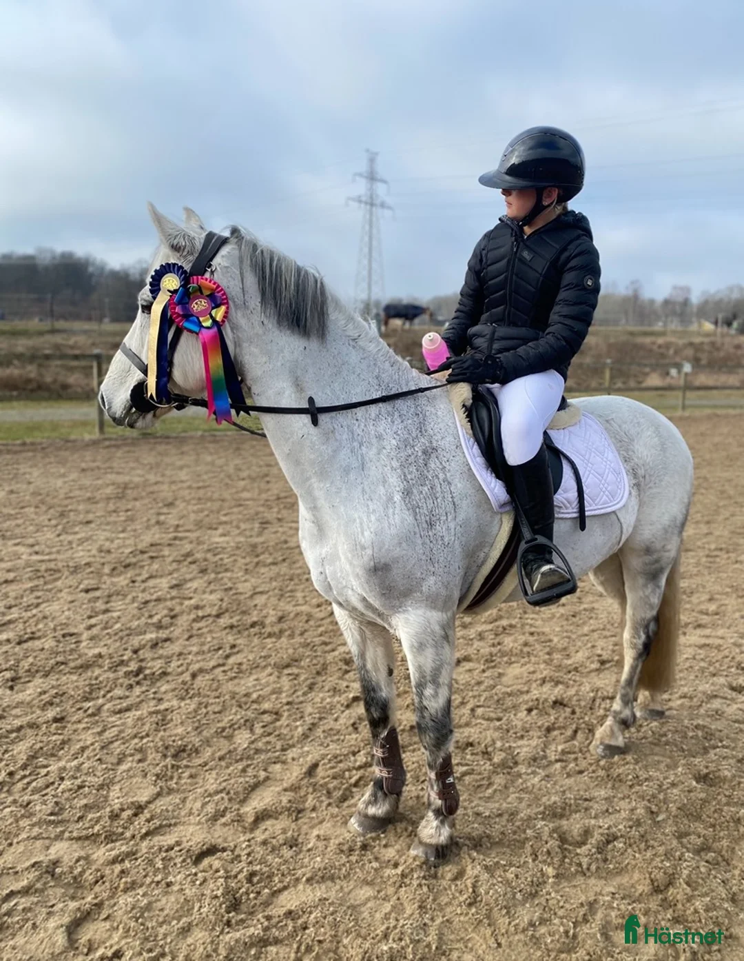 Allround hästar till salu: Fin Läromästare🌟 i Ronneby - Annons 9