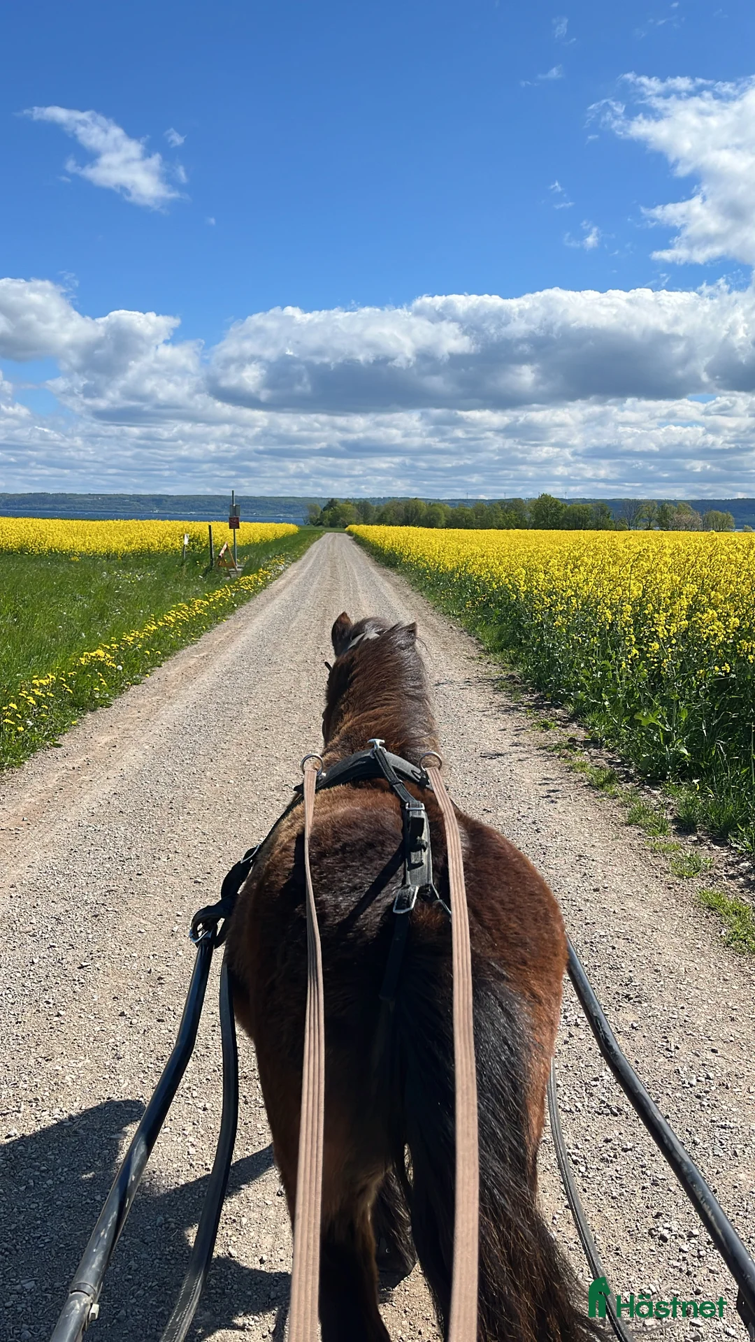 Allround hästar till salu: Sto för körning  i Ringarum - Annons 1