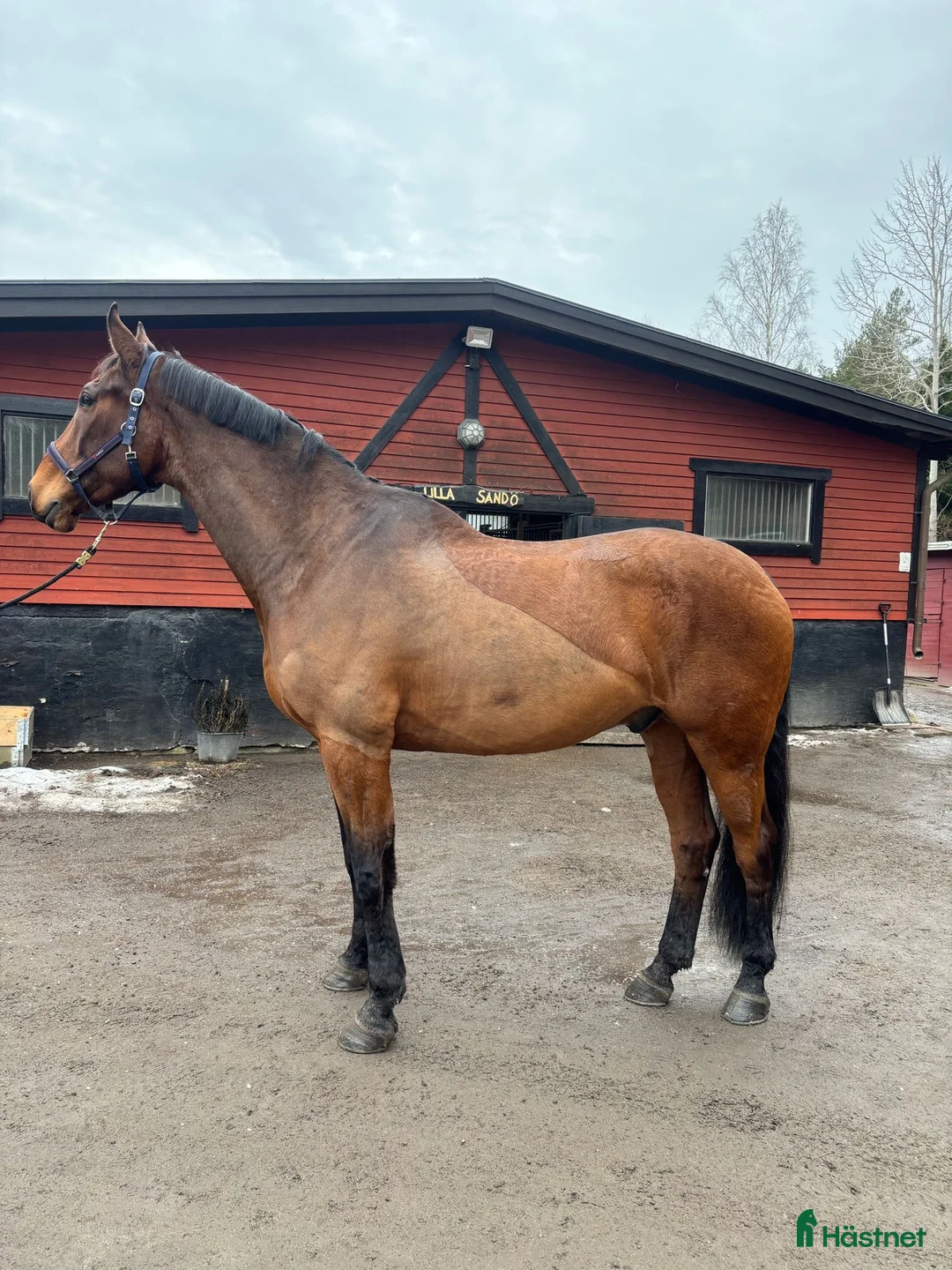 Allround hästar till salu: Charmig SWB-valack - Annons 2