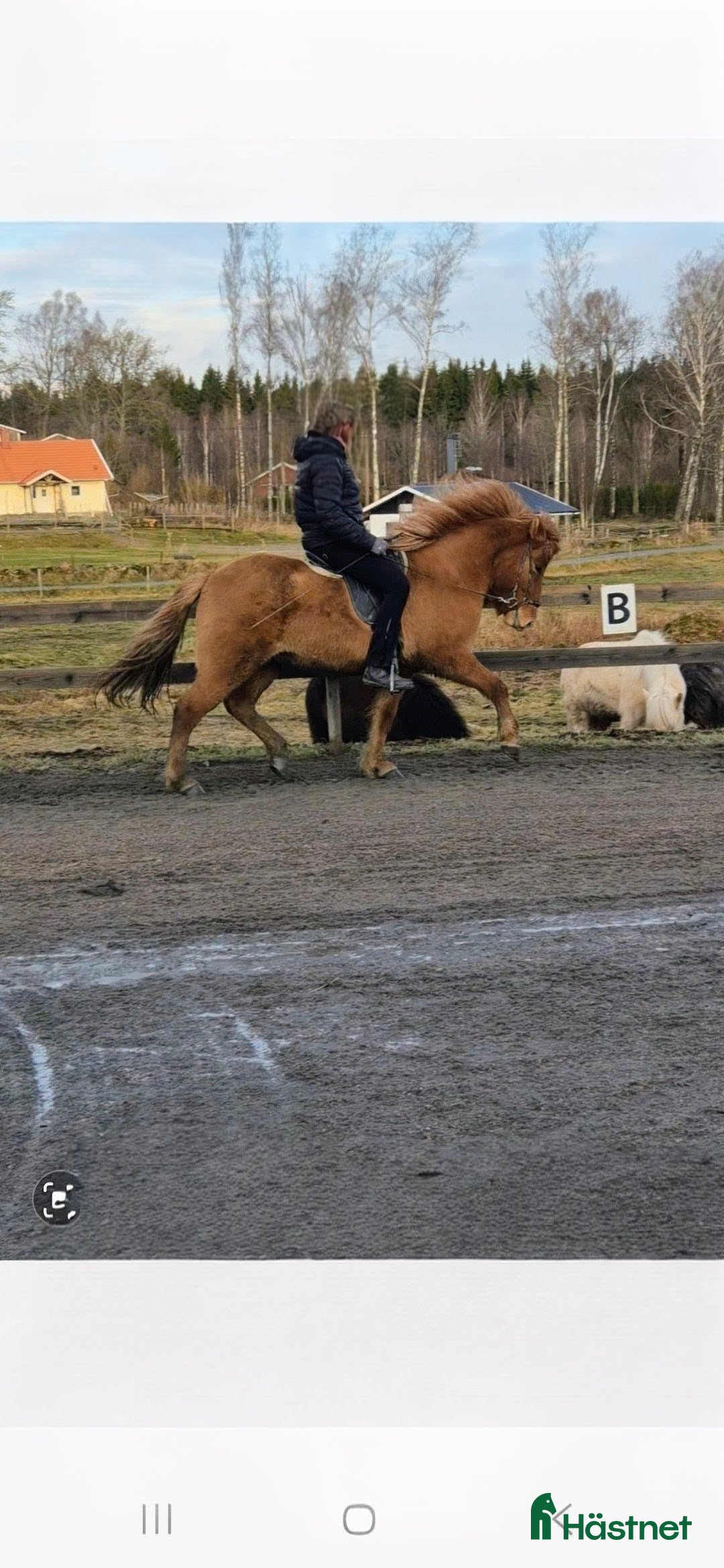  hästar Fin valack  i Falköping - Annons 6
