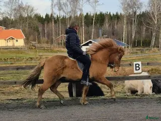 hästar Fin valack i Falköping - Annons 14