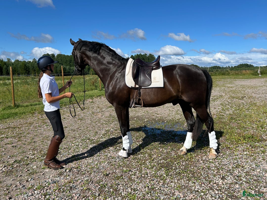 Dressyr hästar till salu: Flott dressyrvalack, läromästare i Uppsala - Annons 3