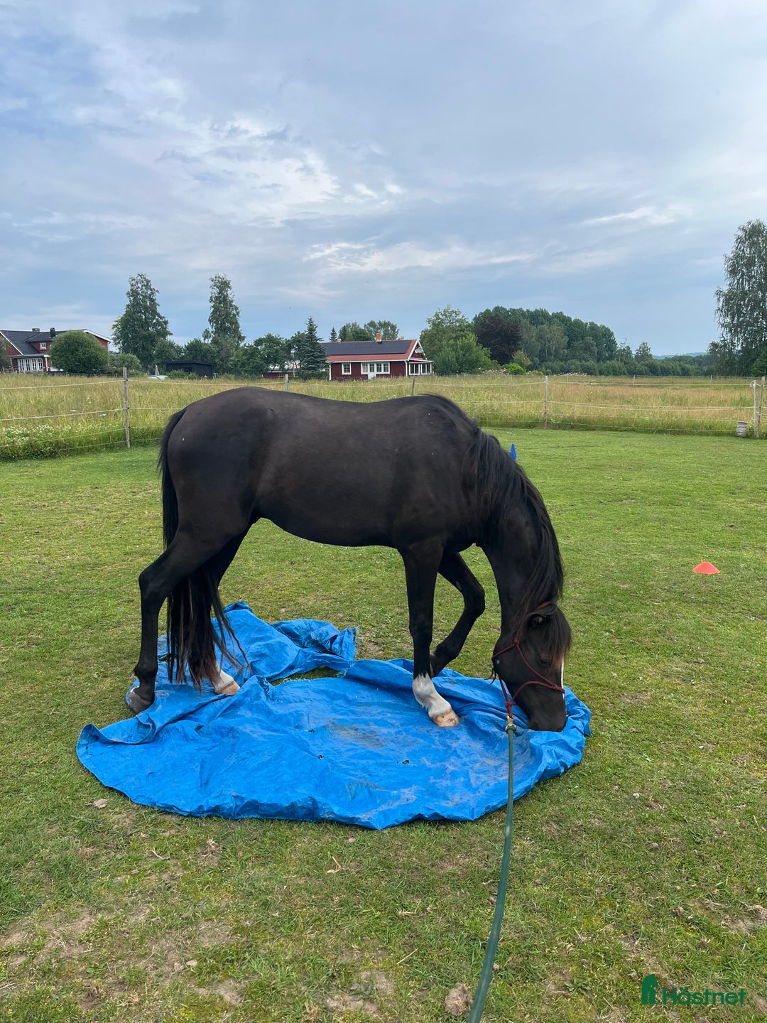 Allround hästar till salu: Blivande tävlingsponny eller lyxig hobbyhäst i Borlänge - Annons 3
