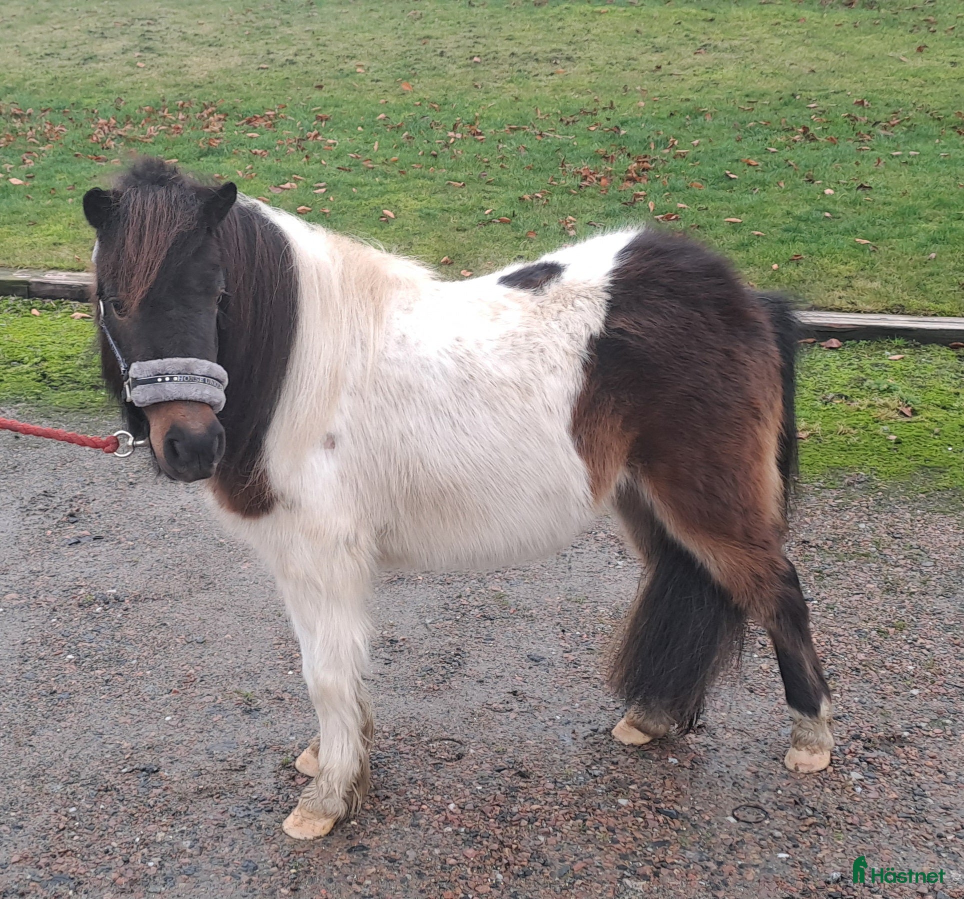  hästar Shettis  i Sjöbo - Annons 1