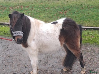 hästar Shettis i Sjöbo - Annons 1