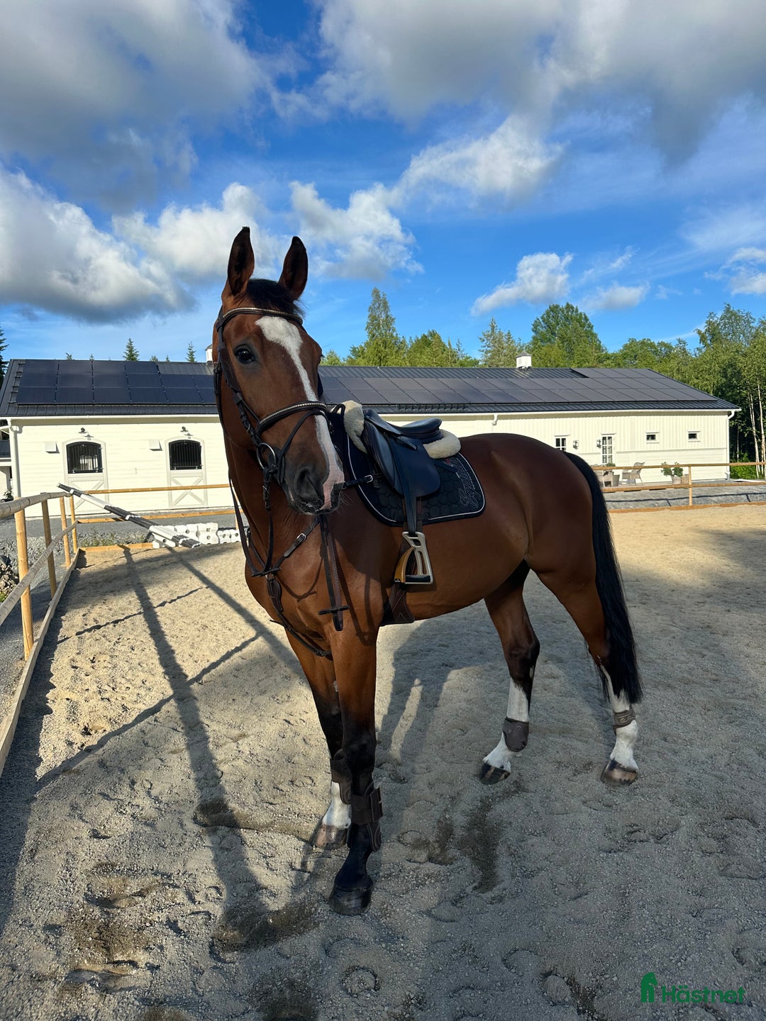 Hoppning hästar till salu: Underbar hopphäst söker ny bästa vän🌟 i Kusmark - Annons 6