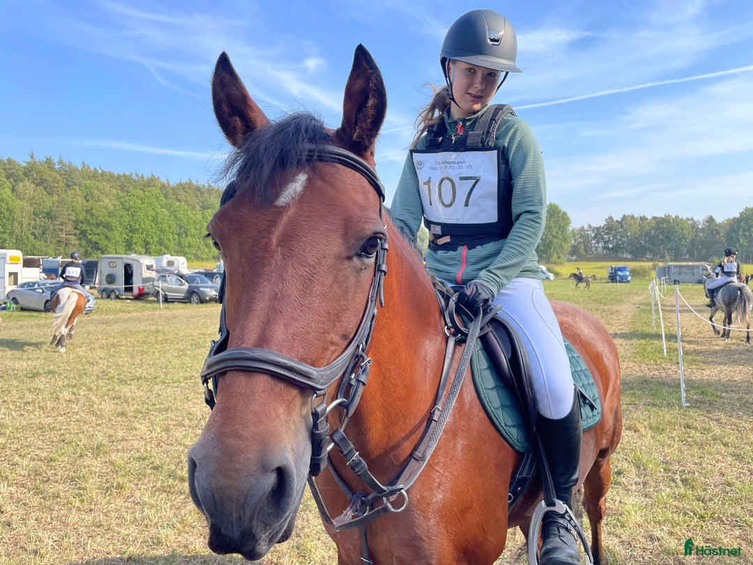 Hoppning hästar till salu: Supersnäll D-ponny i Kungsängen - Annons 5