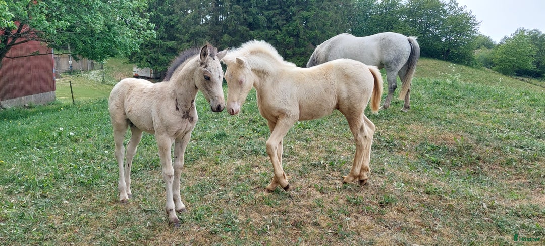 Hoppning hästar till salu: Samlings annons Stuteri CJ i Onslunda - Annons 4