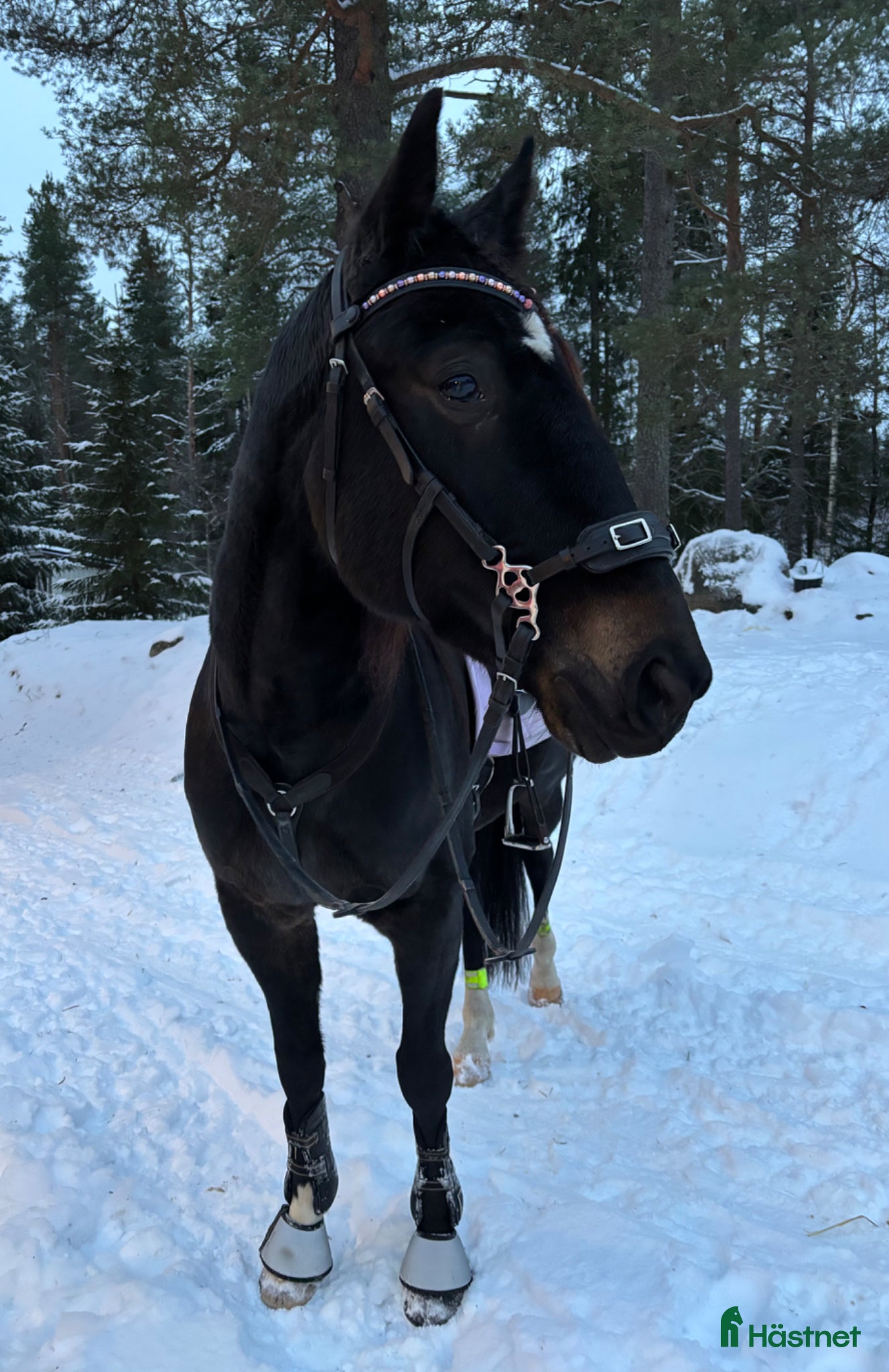 Allround hästar till salu: Super rolig och snäll bästa vän - Annons 7