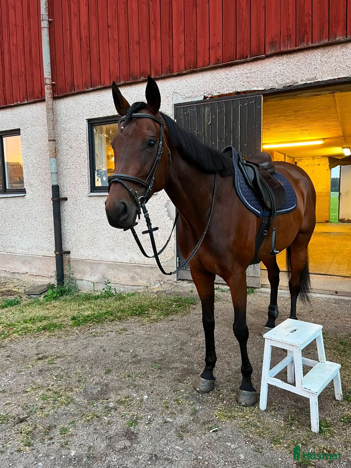  hästar Hoppglad häst  - Annons 1