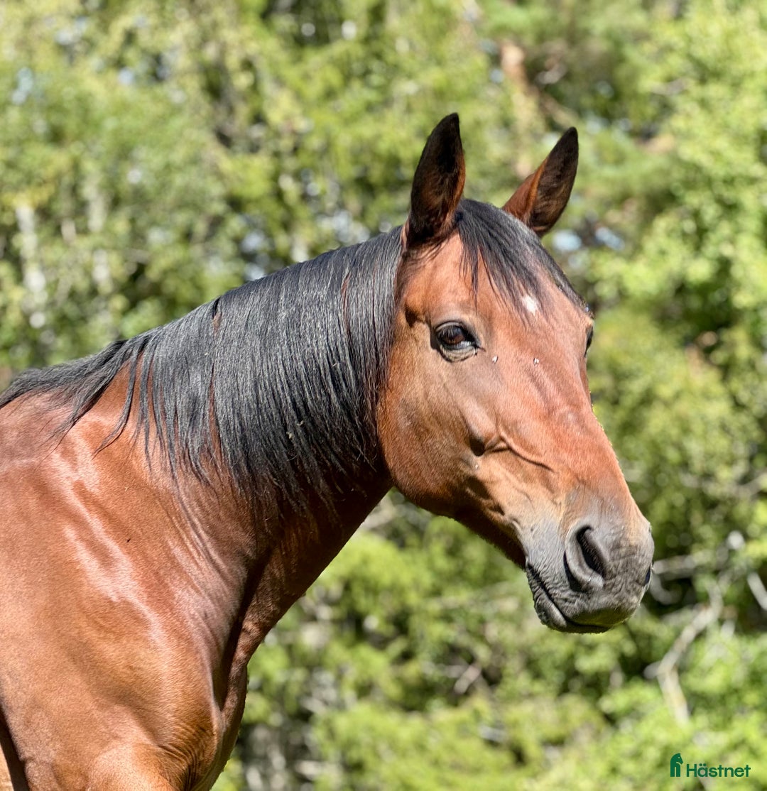 Allround hästar till salu: 2 st Ridtravare i Vretstorp - Annons 3