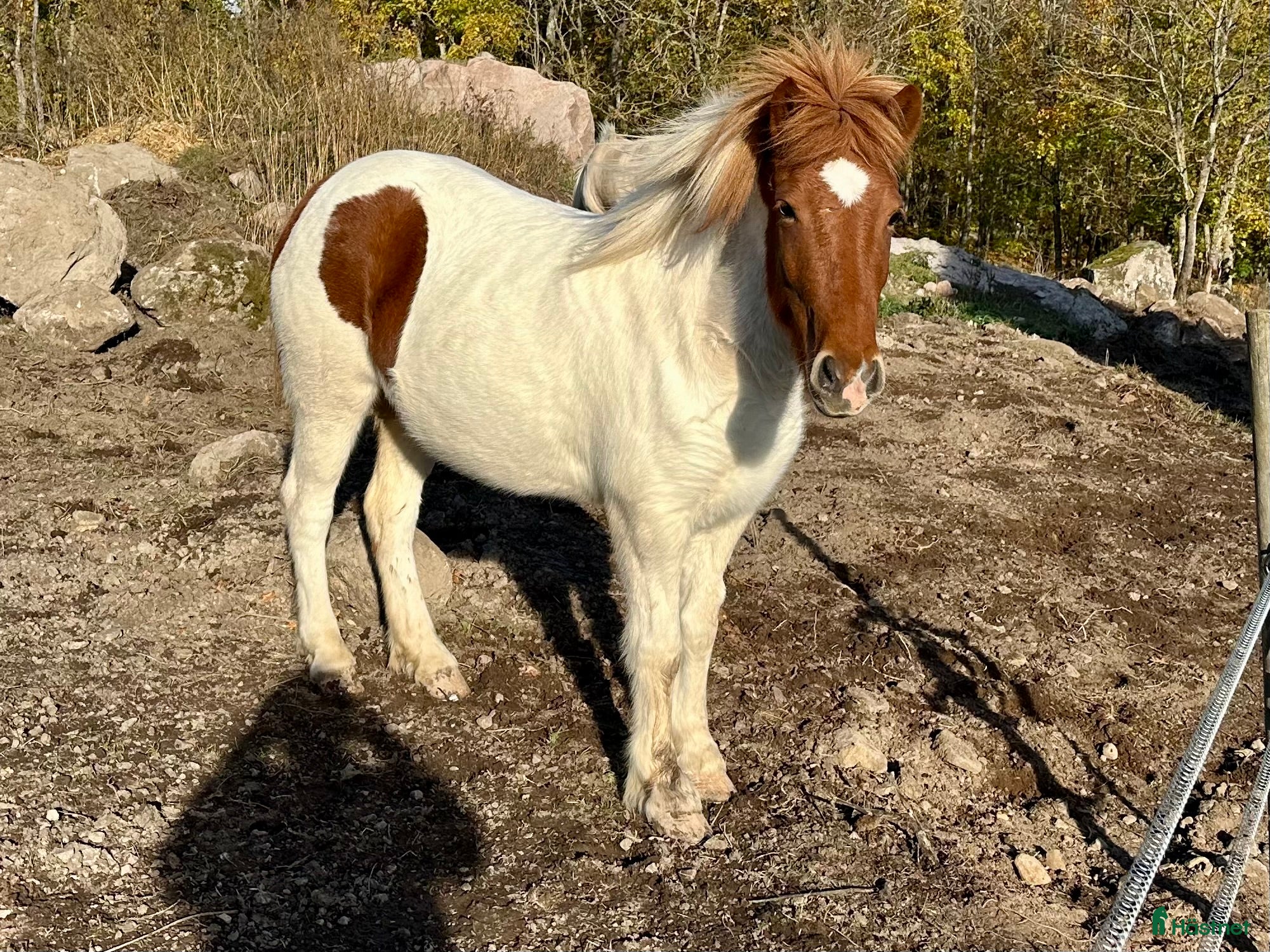  hästar Blivande mor/dotterhäst  i Gamleby - Annons 9
