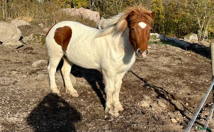  hästar Blivande mor/dotterhäst  i Gamleby - Annons 3