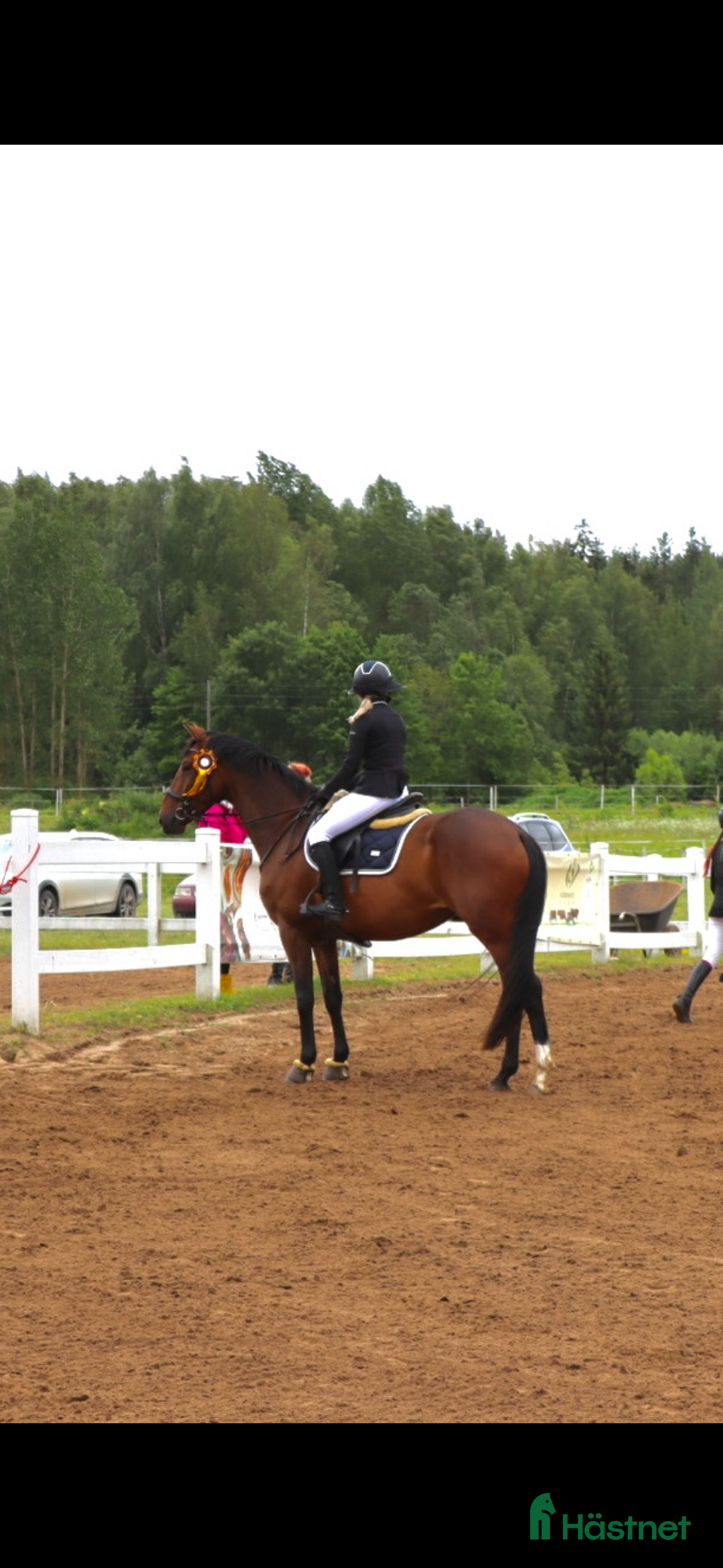 Hoppning hästar till salu: Gucci 2021 - Annons 4