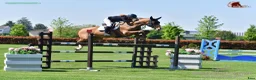  hästjobb finnes: Norway • Italy • Spain • Horses • Shows • Travel🐴 - Annons 5
