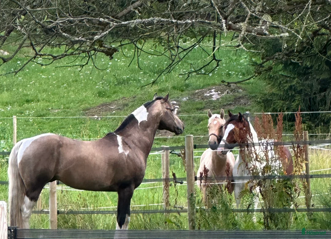 Galleribild {{count}}