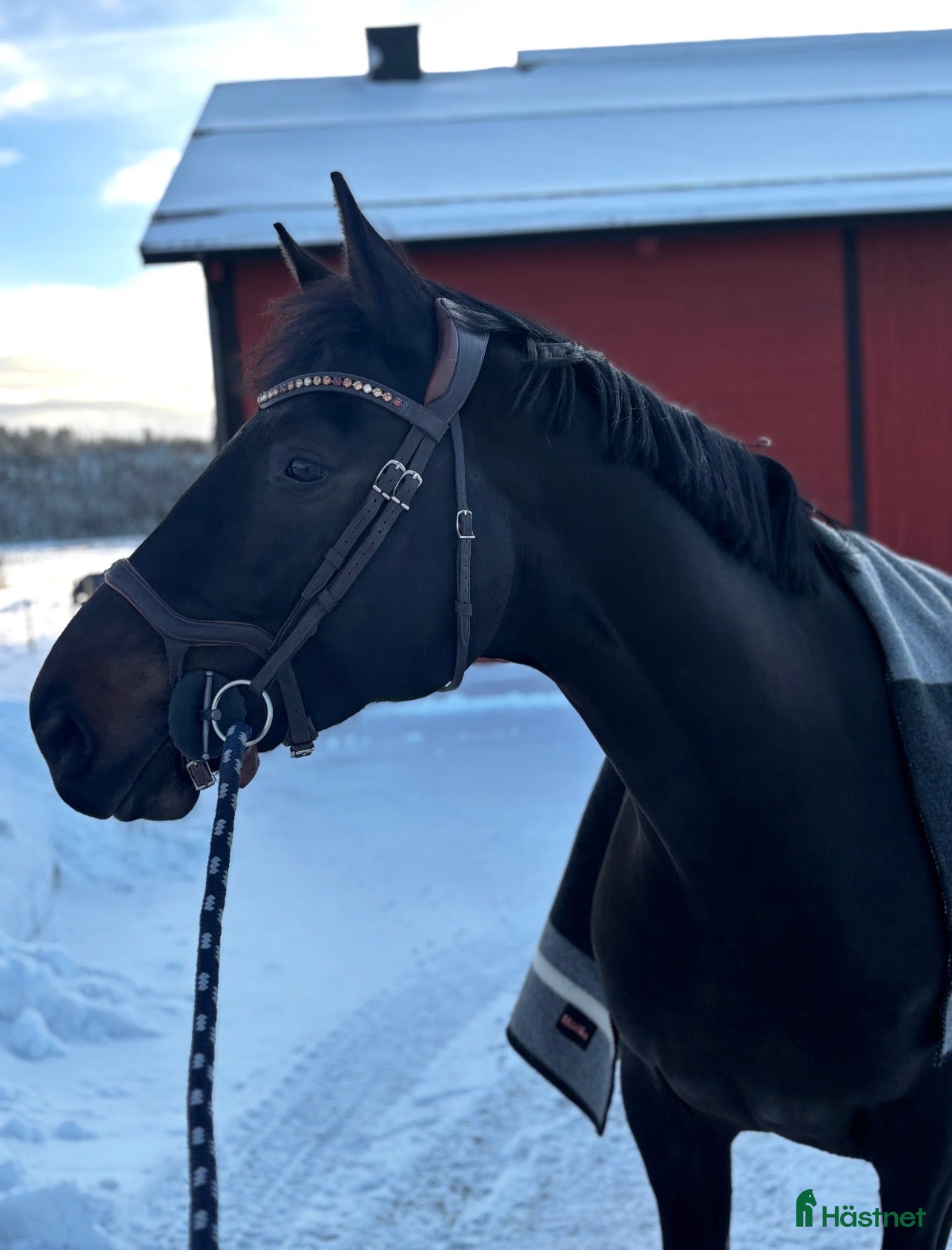  hästar Lovande 5-årig hoppvalack med toppstam - Annons 1