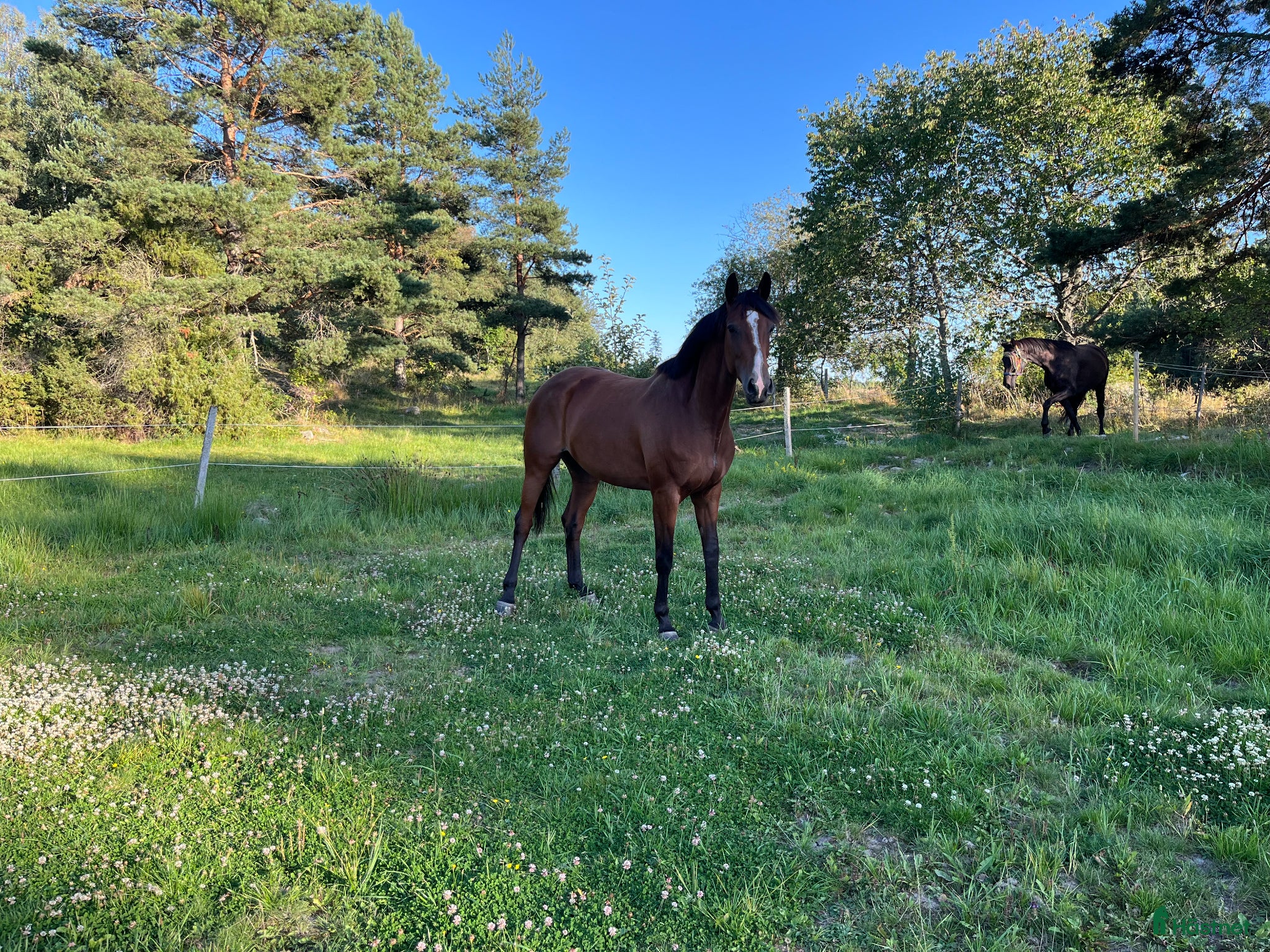  hästar Elegant dressyrsto med utstrålning  - Annons 2
