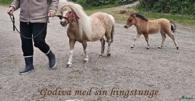  hästar Amerikansk Miniatyr Hästar  i Hofors - Annons 10
