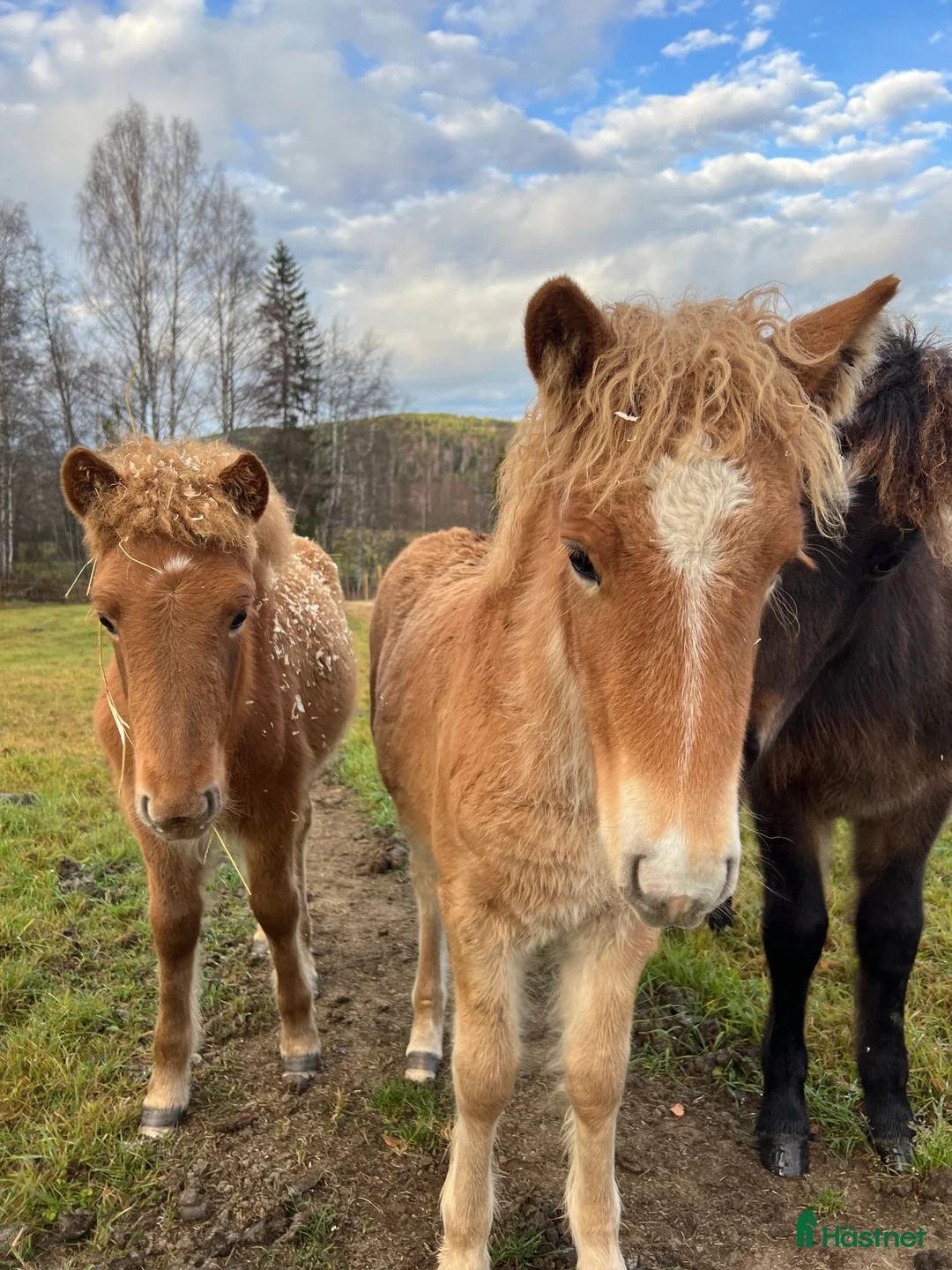 Island hästar till salu: Bedårande söt och lovande sto i Ljusdal - Annons 7