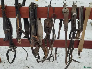 Övrig Körutrustning körning till salu: Lokor övrig körutrustning häst i Mjölby - Annons 5